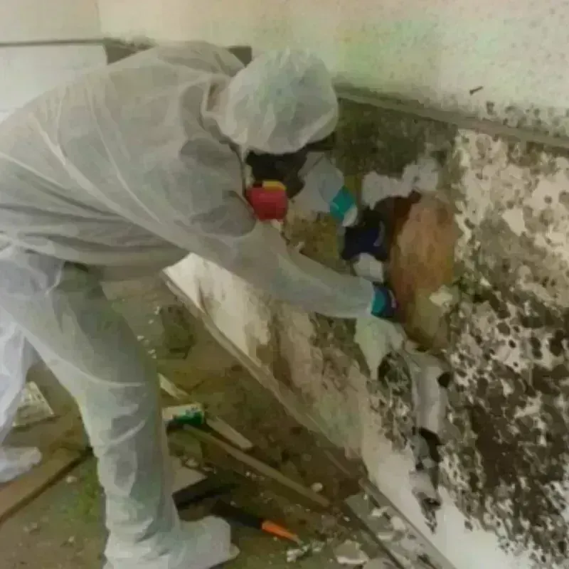 Mold Remediation and Removal in Sciotodale, OH